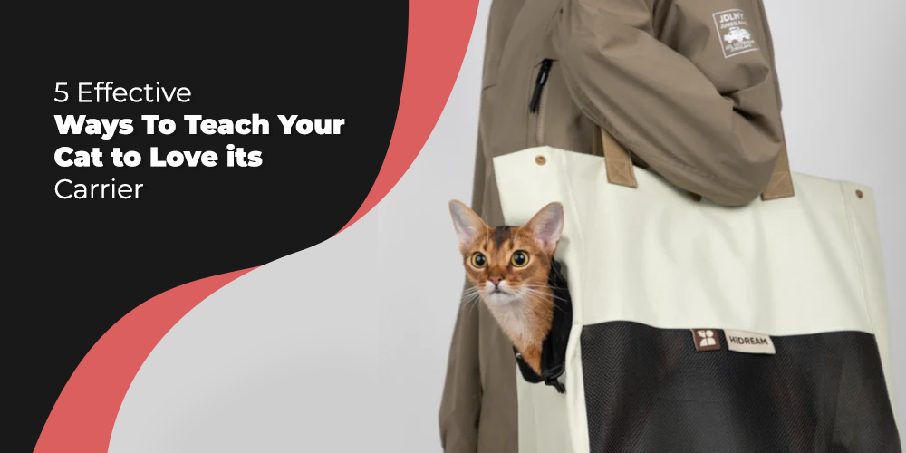 5 Effective Ways To Teach Your Cat to Love its Carrier