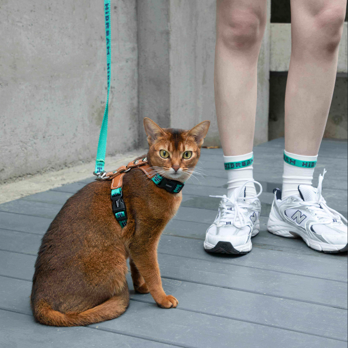 Reflective Travel Leather Cat Harness and Leash Set