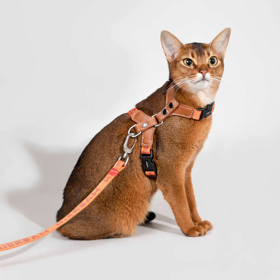 Reflective Travel Leather Cat Harness and Leash Set