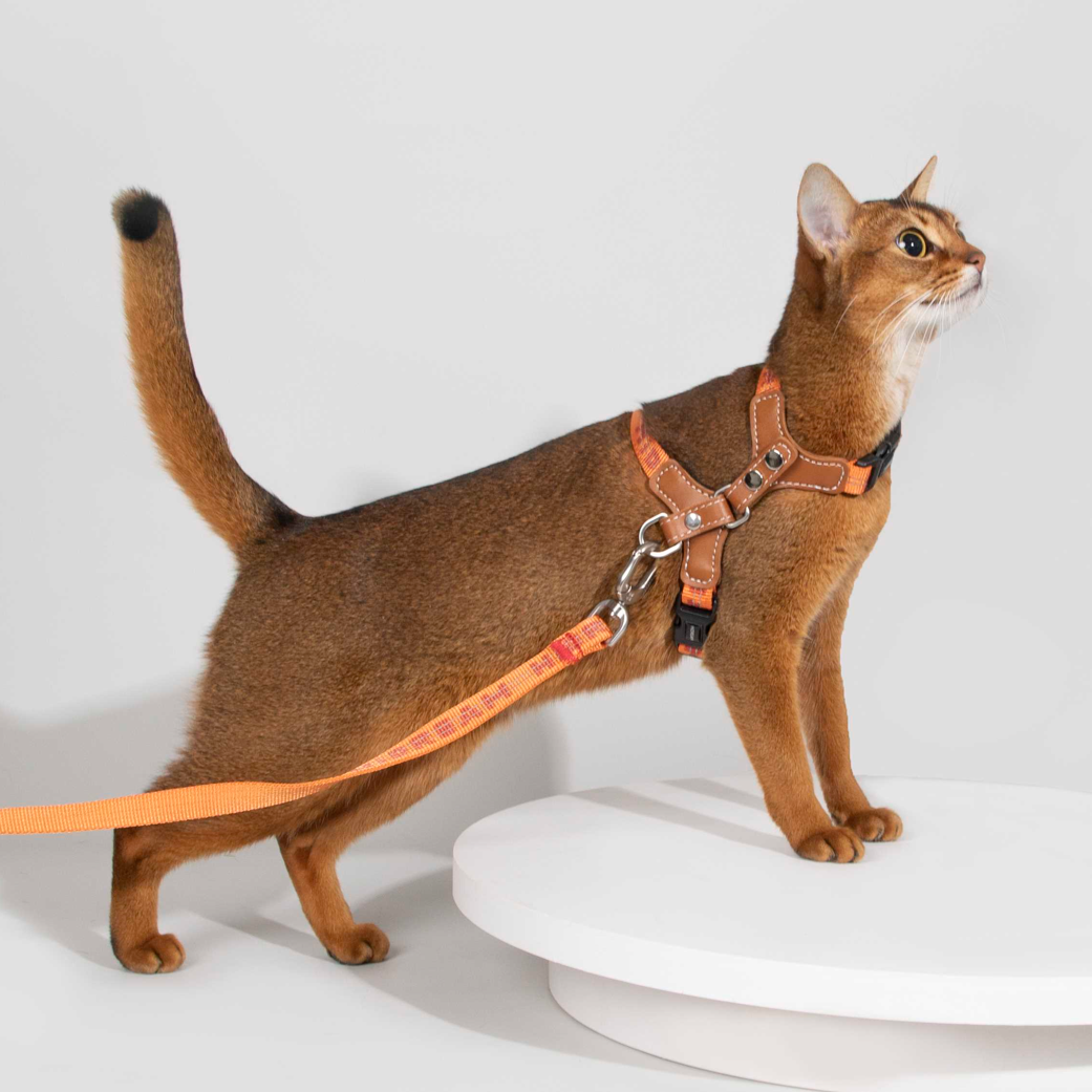 Reflective Travel Leather Cat Harness and Leash Set