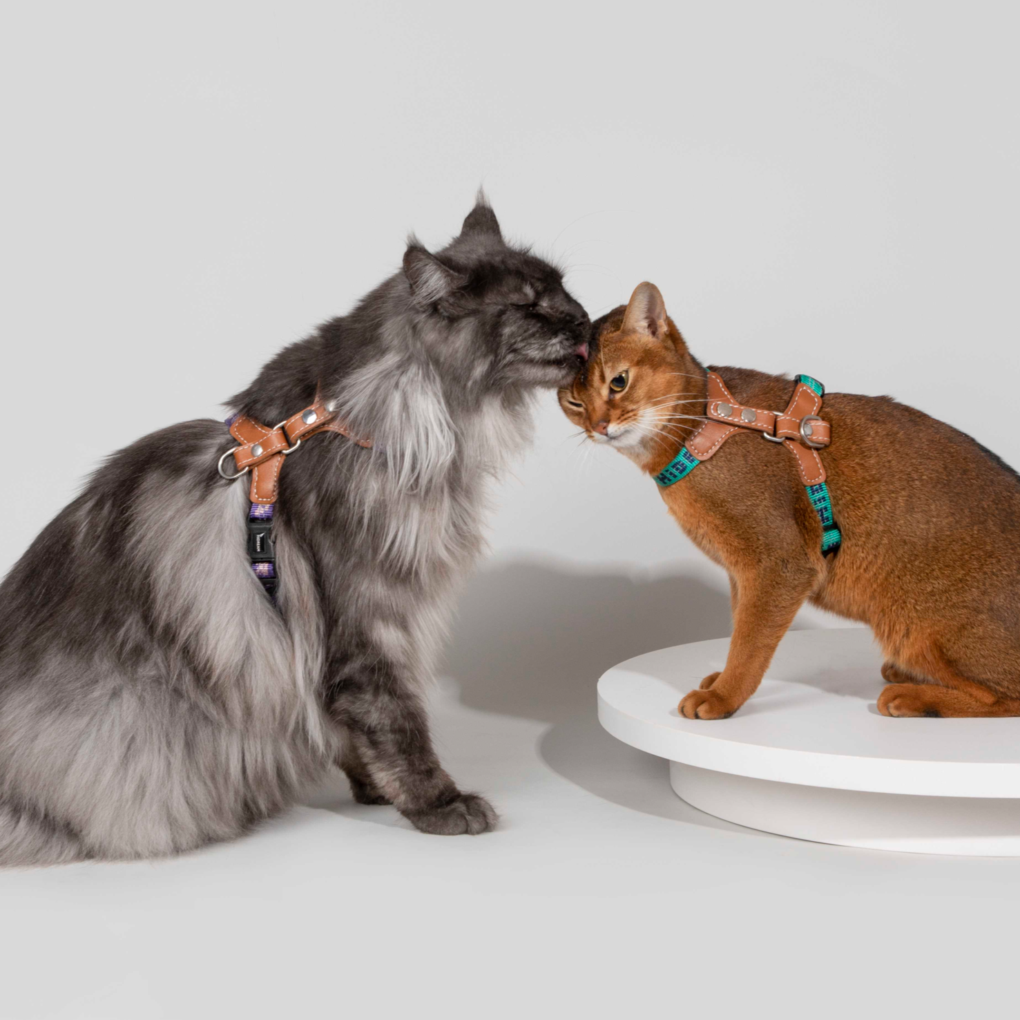 Reflective Travel Leather Cat Harness and Leash Set