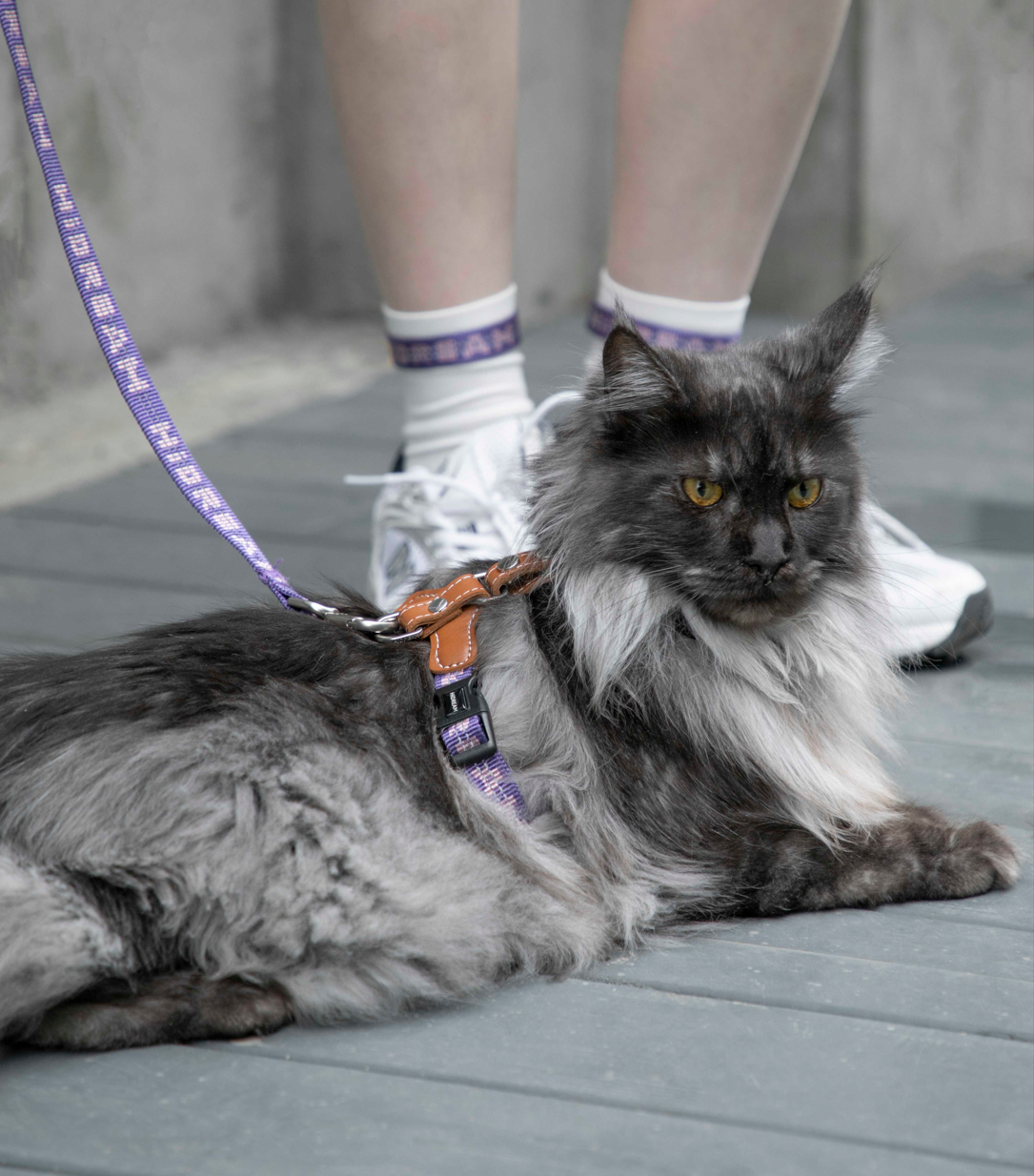 Reflective Travel Leather Cat Harness and Leash Set