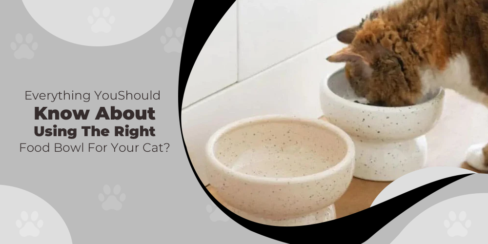 Everything You Should Know About Using The Right Food Bowl For Your Cat