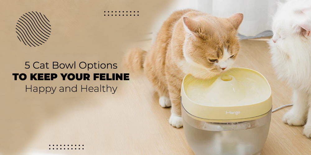 5 Cat Bowl Options to Keep Your Feline Happy and Healthy